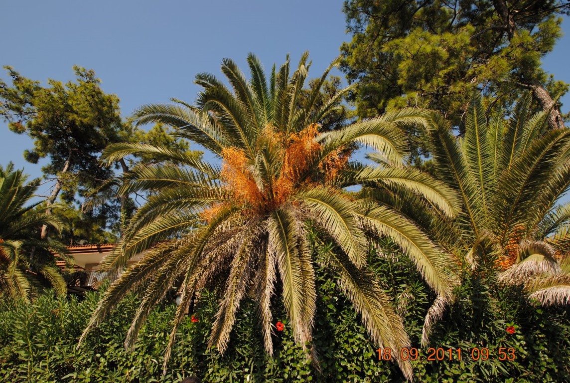 imagini hotel CLUB TURBAN MARMARIS